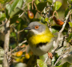 Apalis flavida