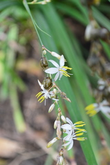 Chlorophytum capense