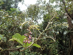 Millettieae