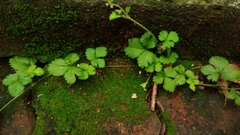 Potentilla hebiichigo