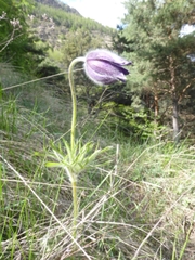 Pulsatilla halleri