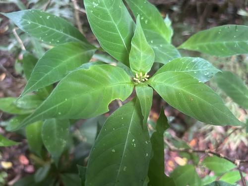 Palicourea pubescens