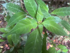 Palicourea pubescens