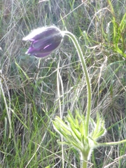 Pulsatilla halleri