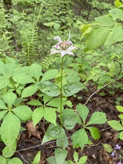 Monarda russeliana