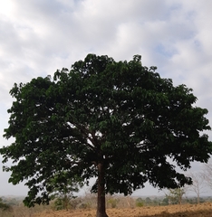 Lecythis tuyrana