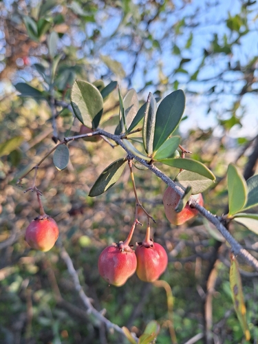 Putterlickia pyracantha, photograph 5