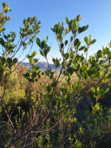 Putterlickia pyracantha, photograph 6