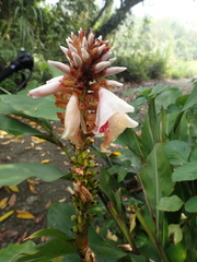 Alpinia shimadae