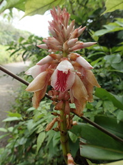 Alpinia shimadae