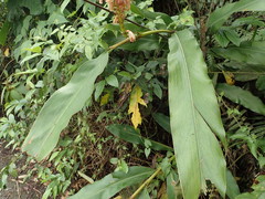 Alpinia shimadae