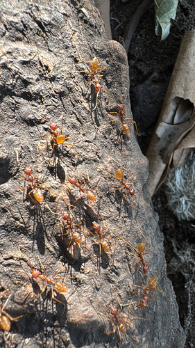 African Weaver Ant