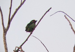 Psilopogon malabaricus
