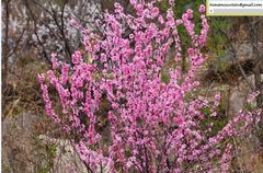 Prunus triloba