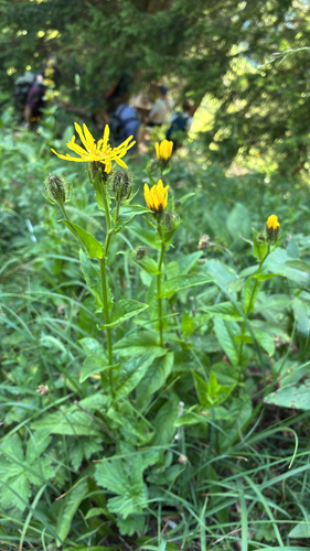 Crepis pyrenaica, photograph 5