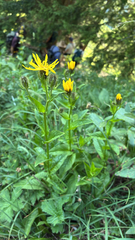 Crepis pyrenaica, photograph author not stated, no rights reserved