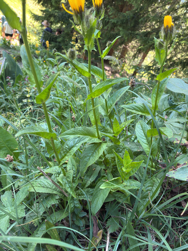 Crepis pyrenaica, photograph 6