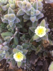 Delosperma echinatum