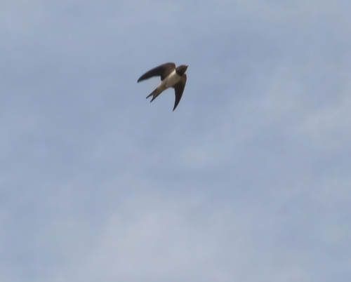 Barn Swallow