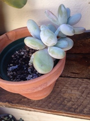 Pachyphytum