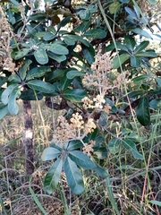 Didymopanax macrocarpus