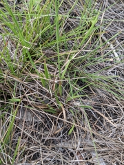 Xyris complanata, photograph author not stated, no rights reserved