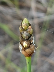 Xyris complanata, photograph author not stated, no rights reserved
