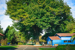 Quercus robur