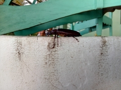 Stenodontes exsertus