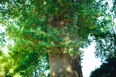 Quercus robur
