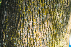 Quercus robur