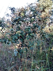 Didymopanax macrocarpus