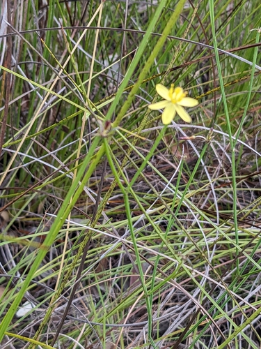 Tricoryne elatior, photograph 2