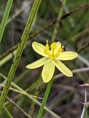 Tricoryne elatior, photograph author not stated, no rights reserved