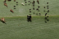 Chikunia nigra