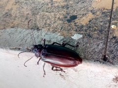 Stenodontes exsertus