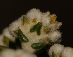 Phylica humilis
