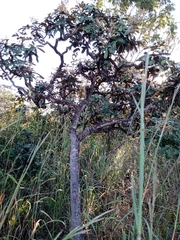 Didymopanax macrocarpus