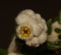 Phylica humilis