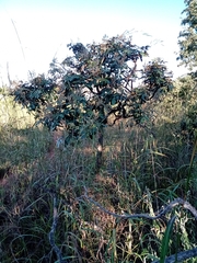 Didymopanax macrocarpus