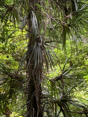 Freycinetia angustifolia