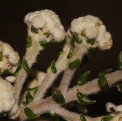 Phylica humilis