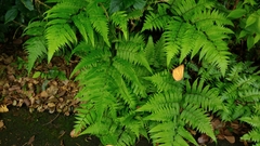 Diplazium taiwanense