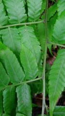 Diplazium taiwanense
