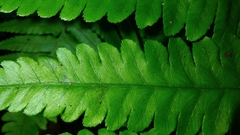 Diplazium taiwanense