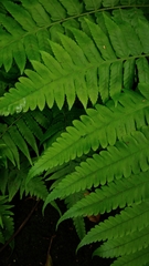 Diplazium taiwanense