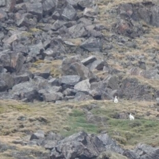 Polarhase observed by dkinternet65