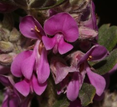 Indigofera hispida