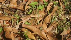 Junonia genoveva genoveva