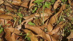 Junonia genoveva genoveva